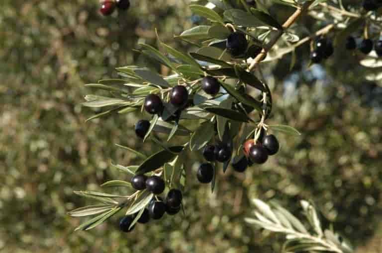 Οδηγίες για την εφαρμογή του άρθρου 20 του ν.4387/2016 για την απασχόληση συνταξιούχων λόγω γήρατος